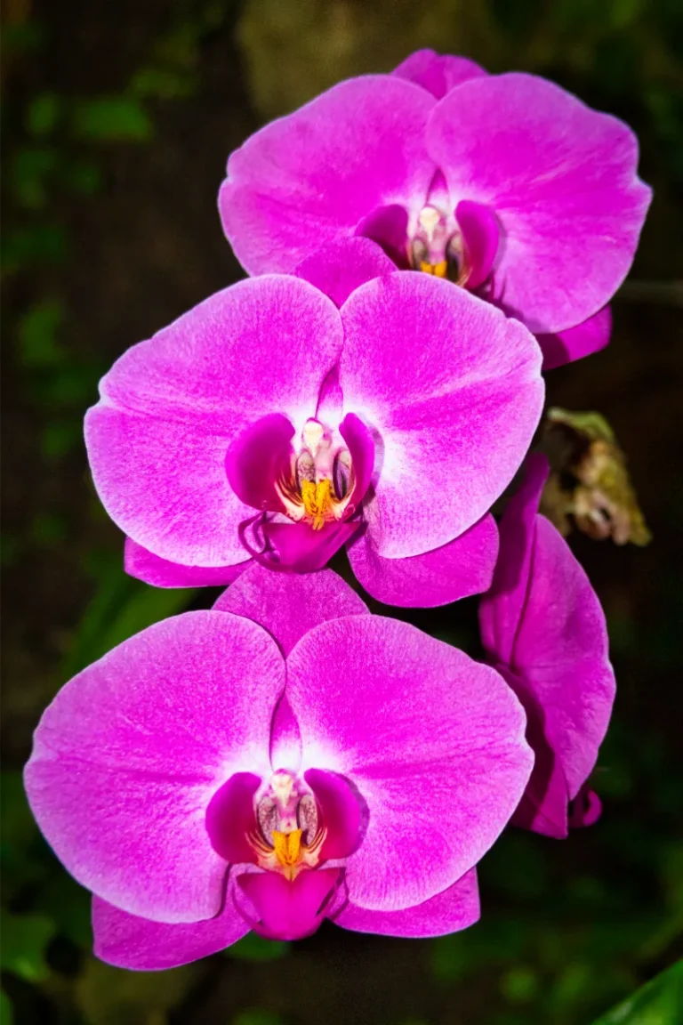 orquidario de estepona