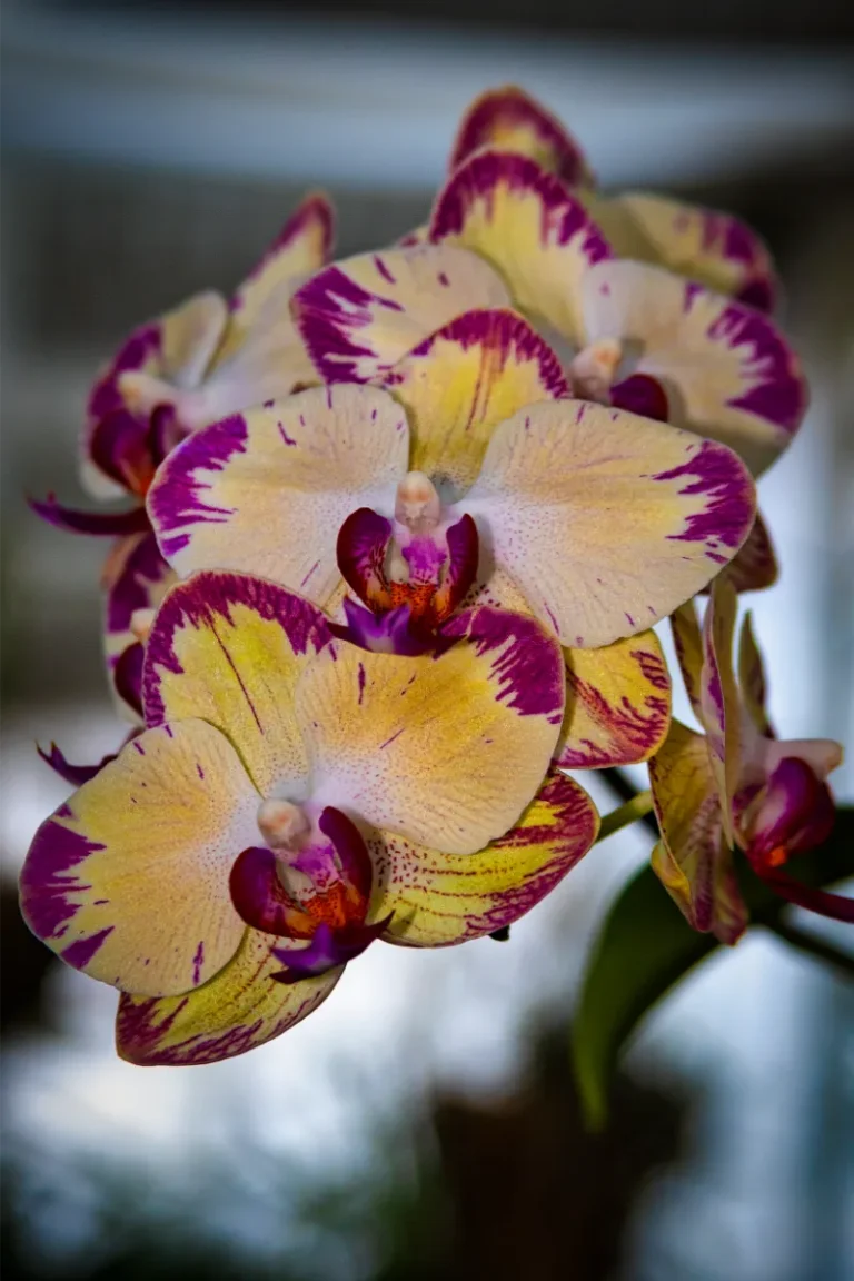 orquidario de estepona