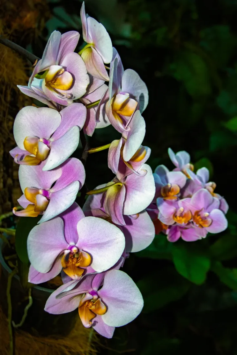 orquidario de estepona