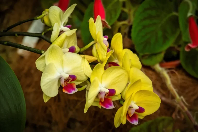 orquidario de estepona