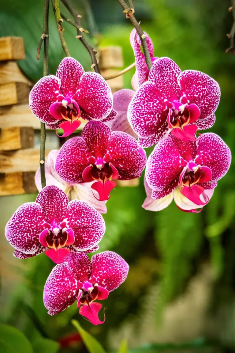 orquidario de estepona