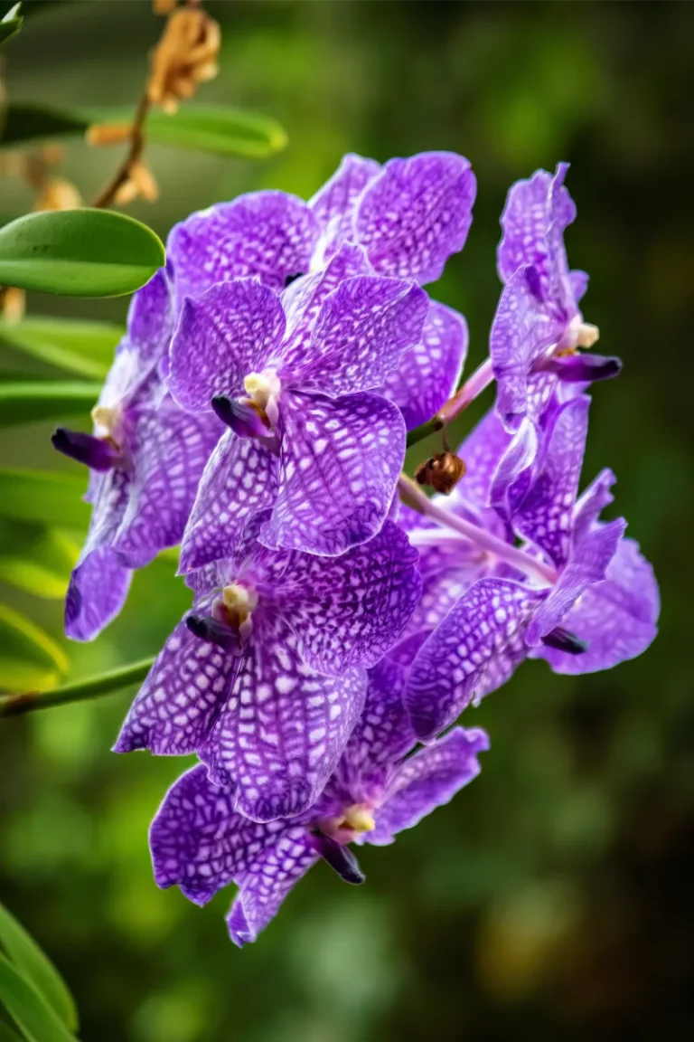 orquidario de estepona