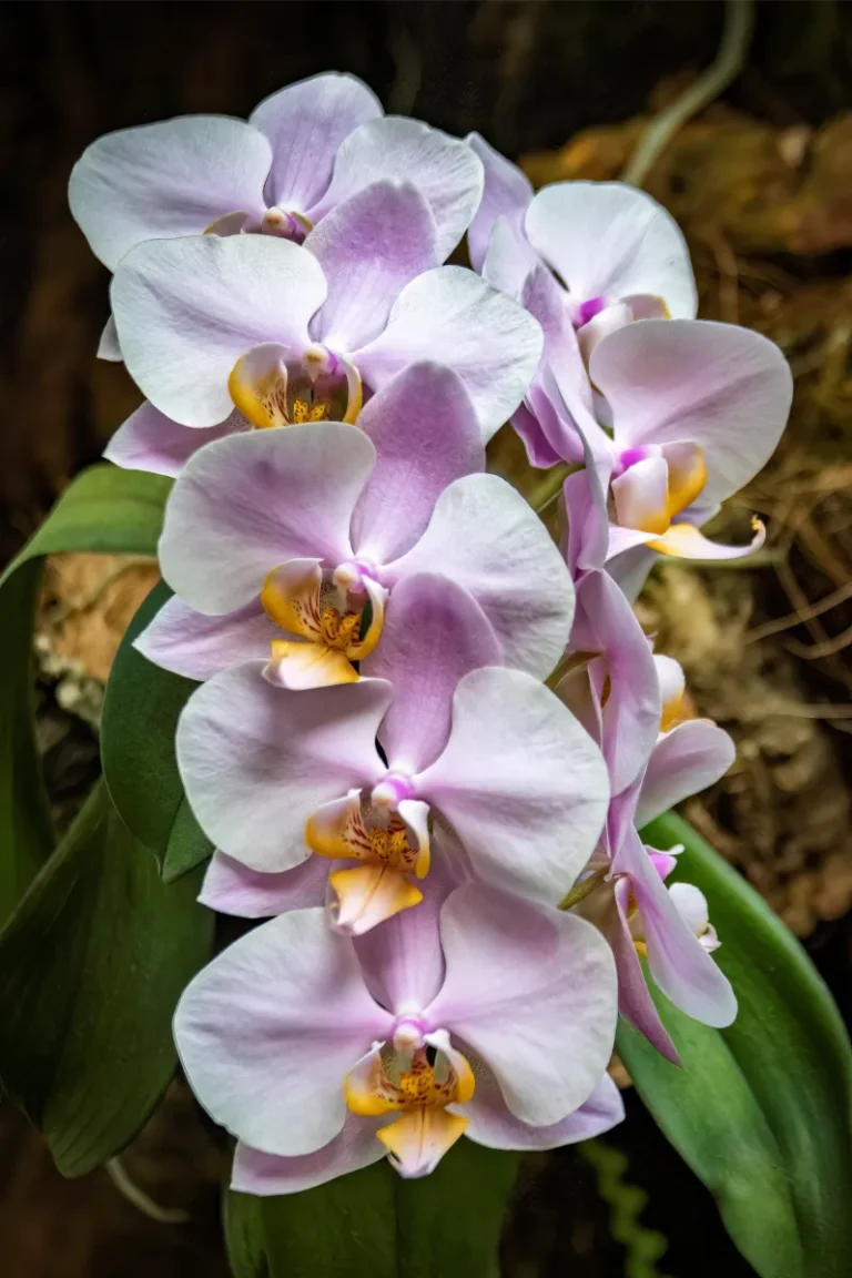 orquidario de estepona
