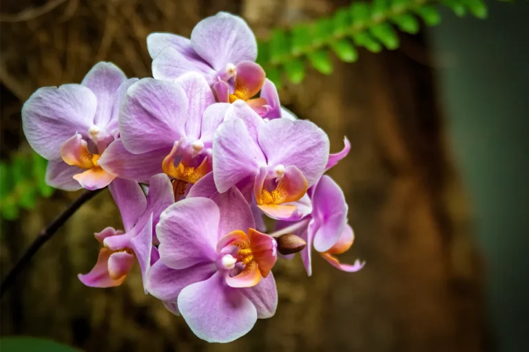 orquidario de estepona