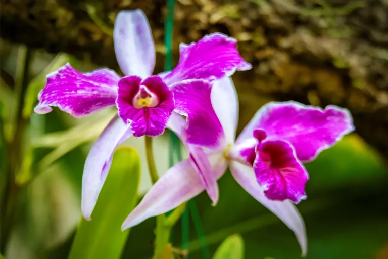 orquidario de estepona