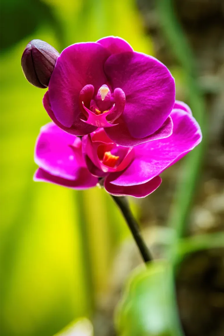 orquidario de estepona