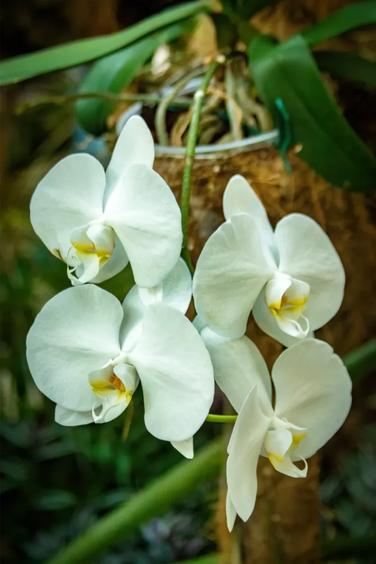 orquidario de estepona