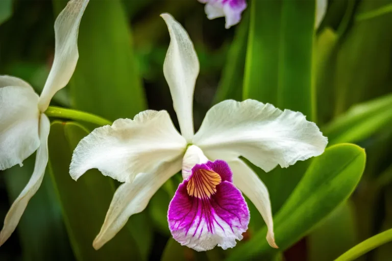 orquidario de estepona