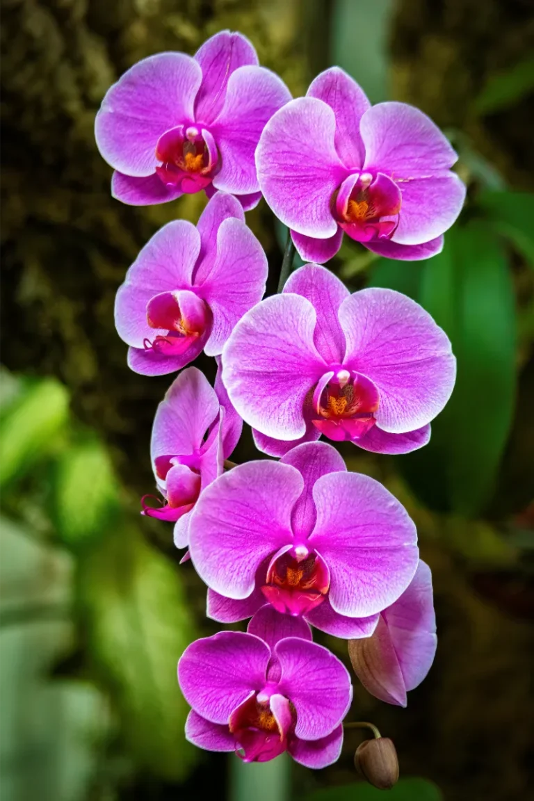 orquidario de estepona