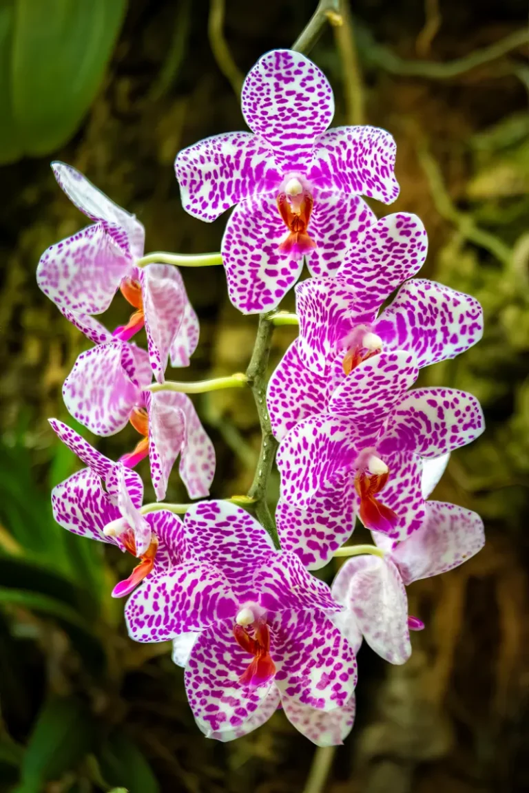 orquidario de estepona