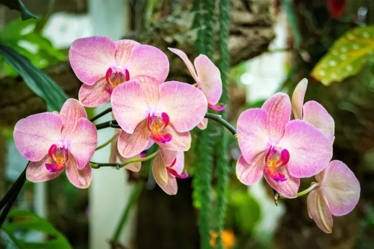 orquidario de estepona