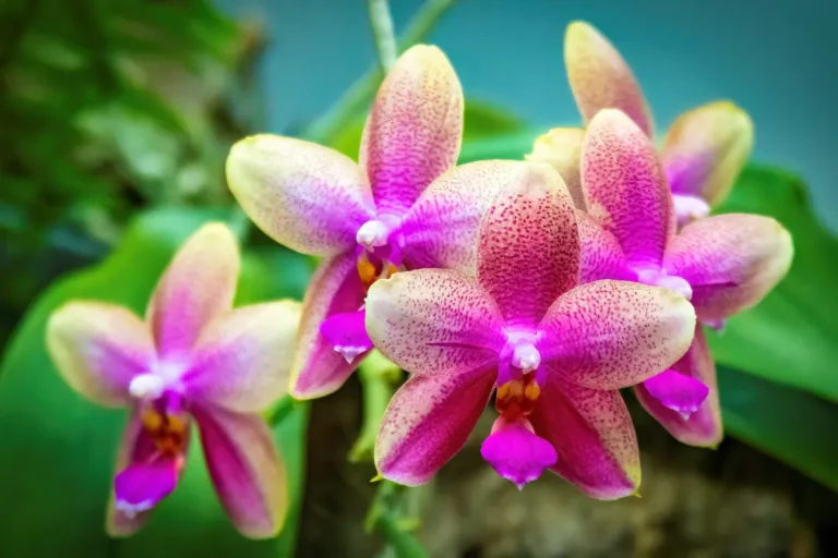 orquidario de estepona