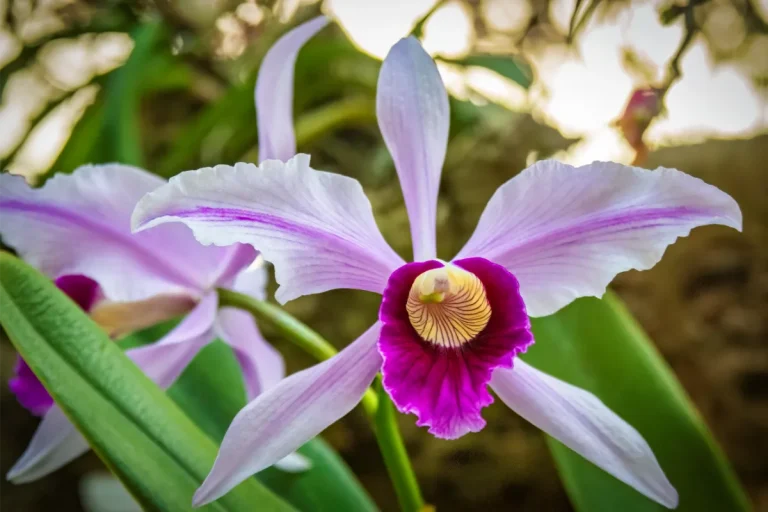 orquidario de estepona