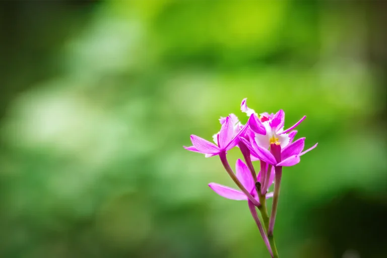 orquidario de estepona