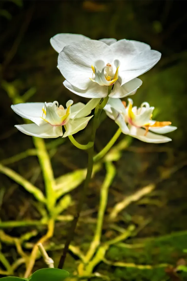 orquidario de estepona