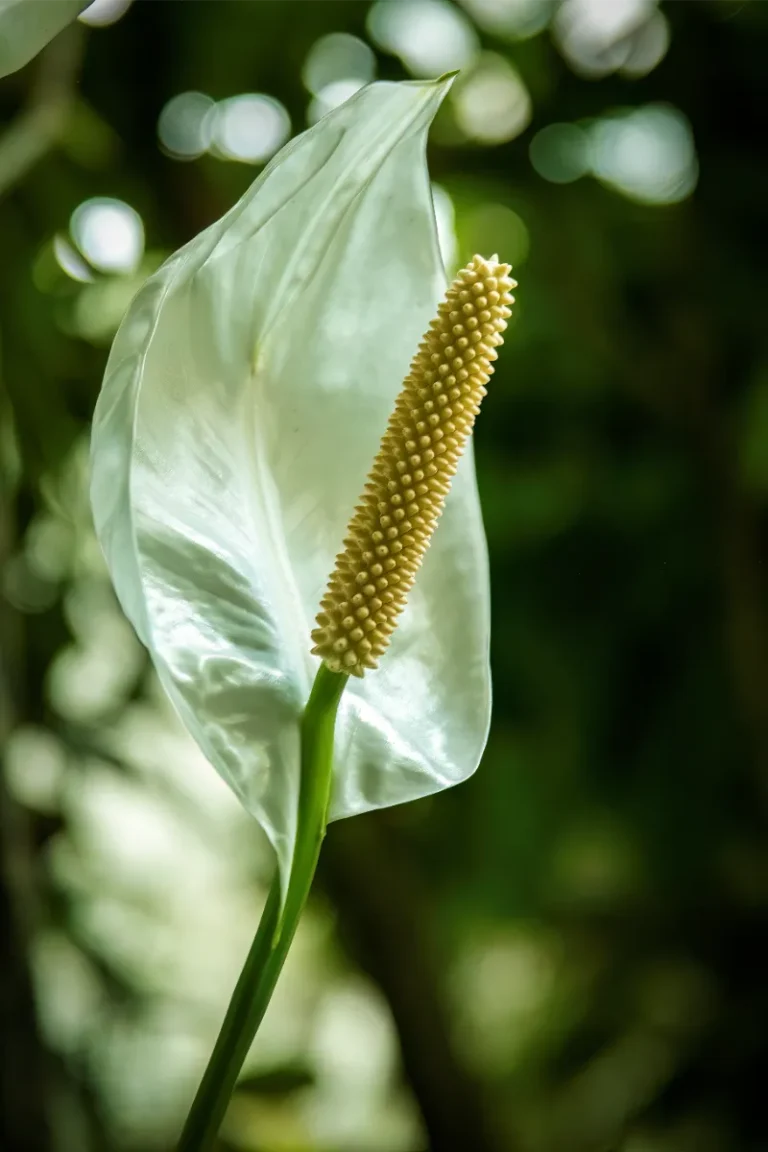 orquidario de estepona