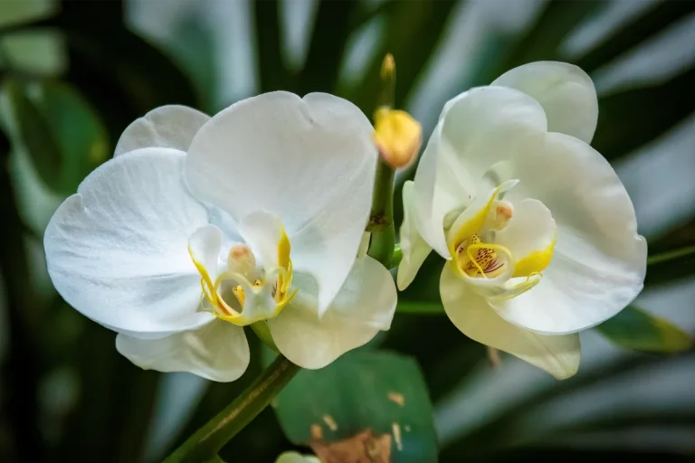 orquidario de estepona