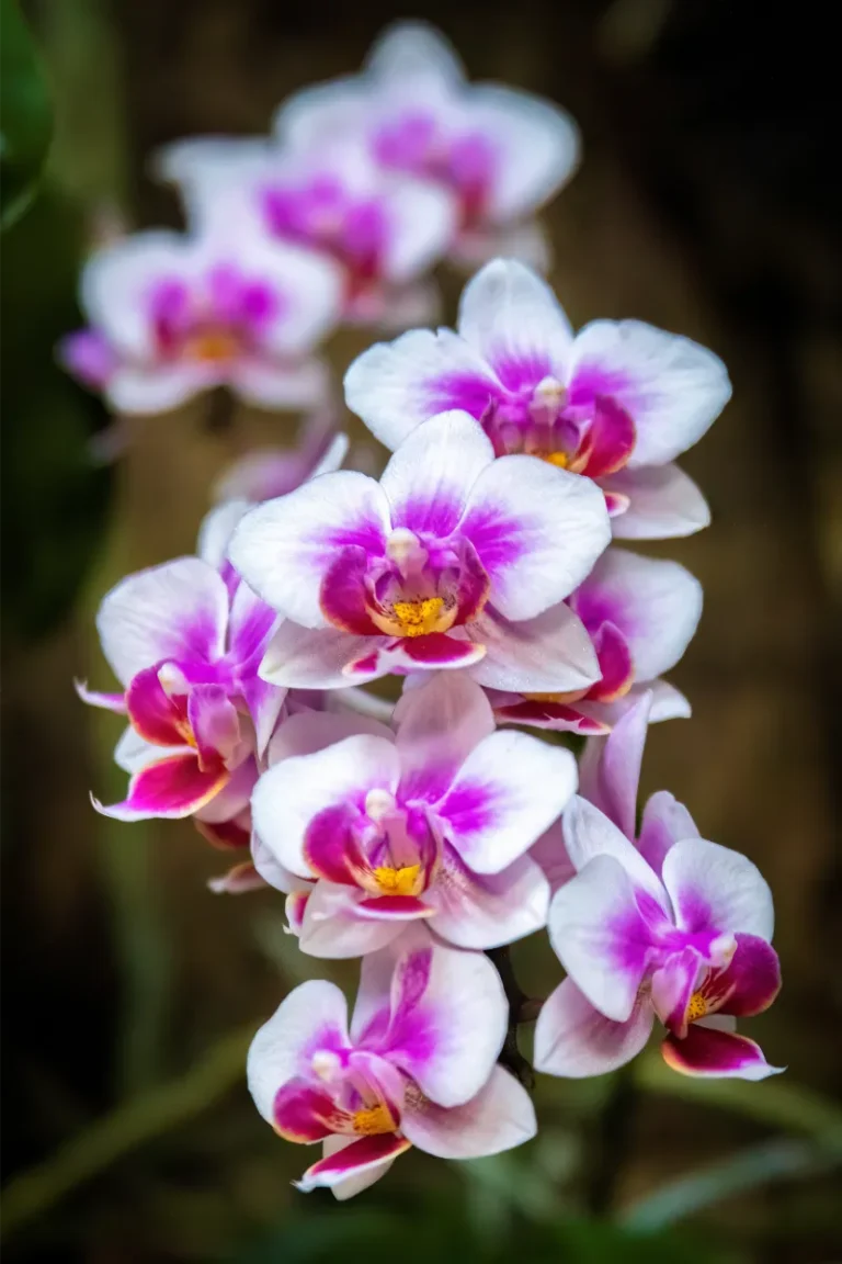 orquidario de estepona