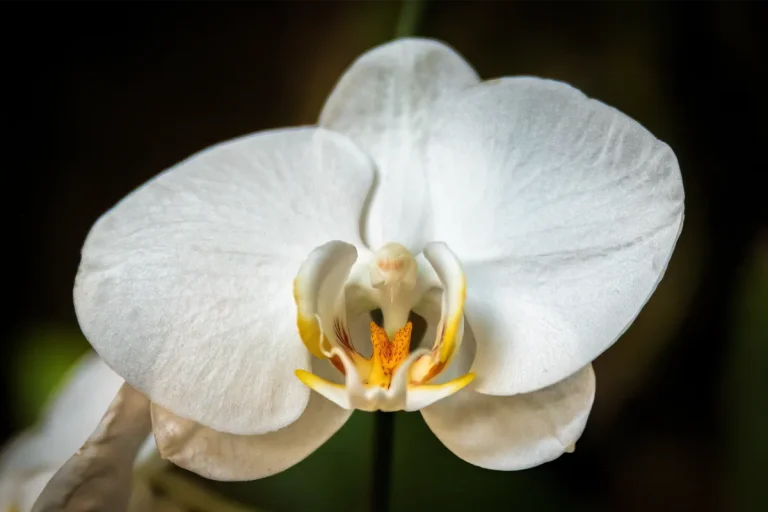 orquidario de estepona